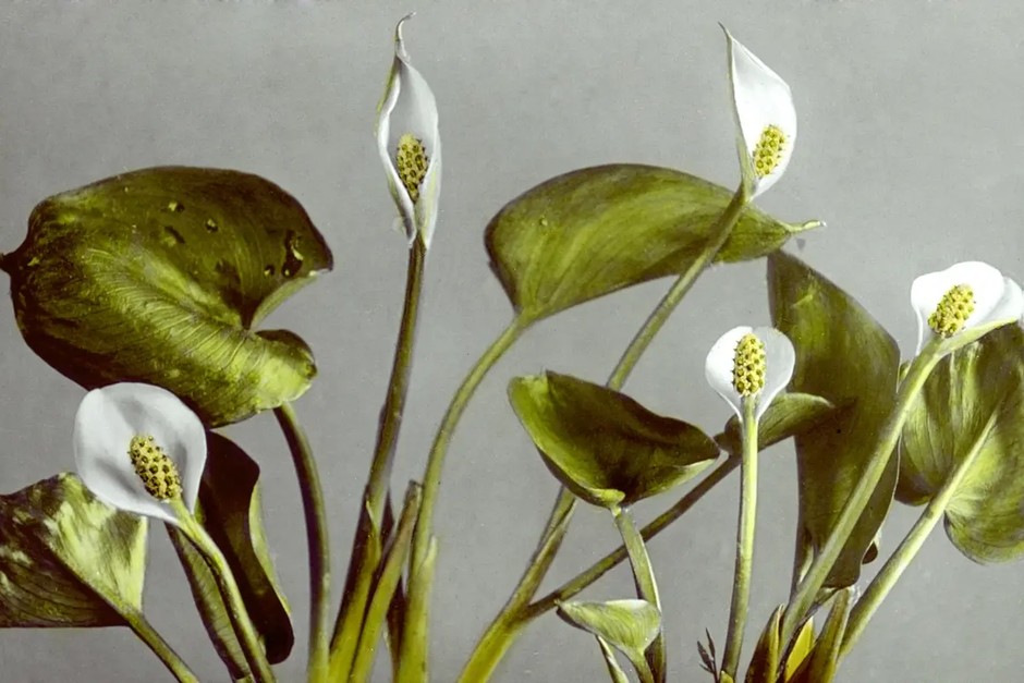 Close-up botanical study with green leaves and white flowers.