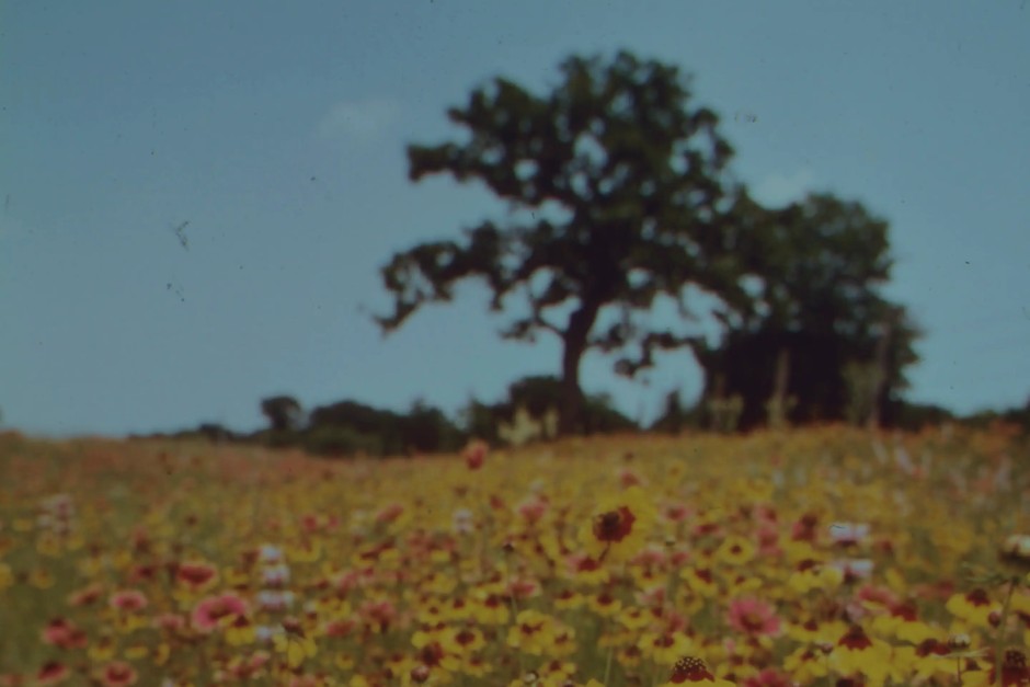 A wide meadow with a solitary tree under open sky